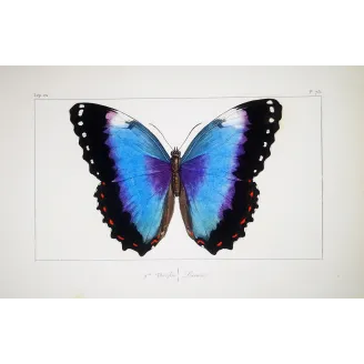 Blue Morpho – Pauquet Antique Hand-Colored Engraving
