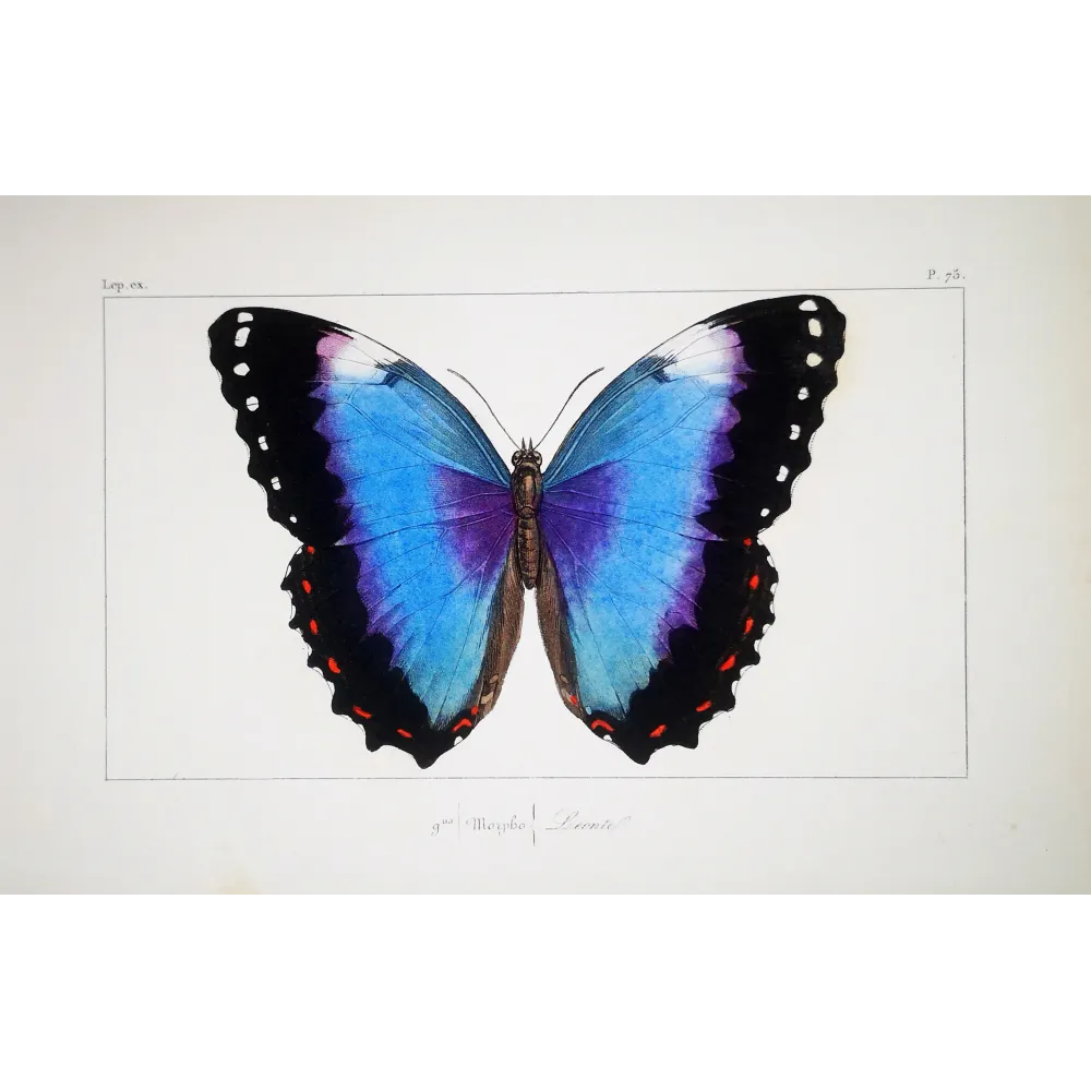 Blue Morpho antique engraving by Pauquet