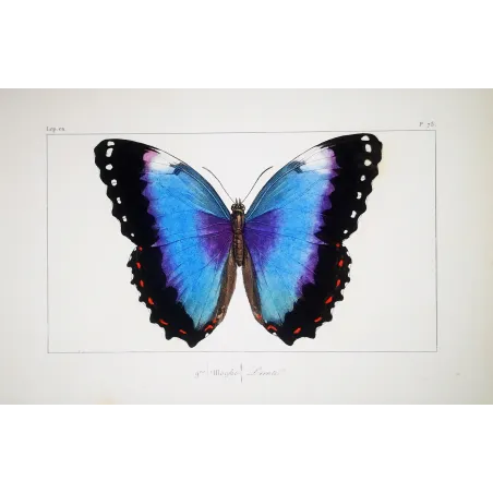 Blue Morpho – Pauquet Antique Hand-Colored Engraving