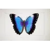 Blue Morpho (Morpho leonte) – Original Hand-Colored Engraving by Pauquet, Antique Print