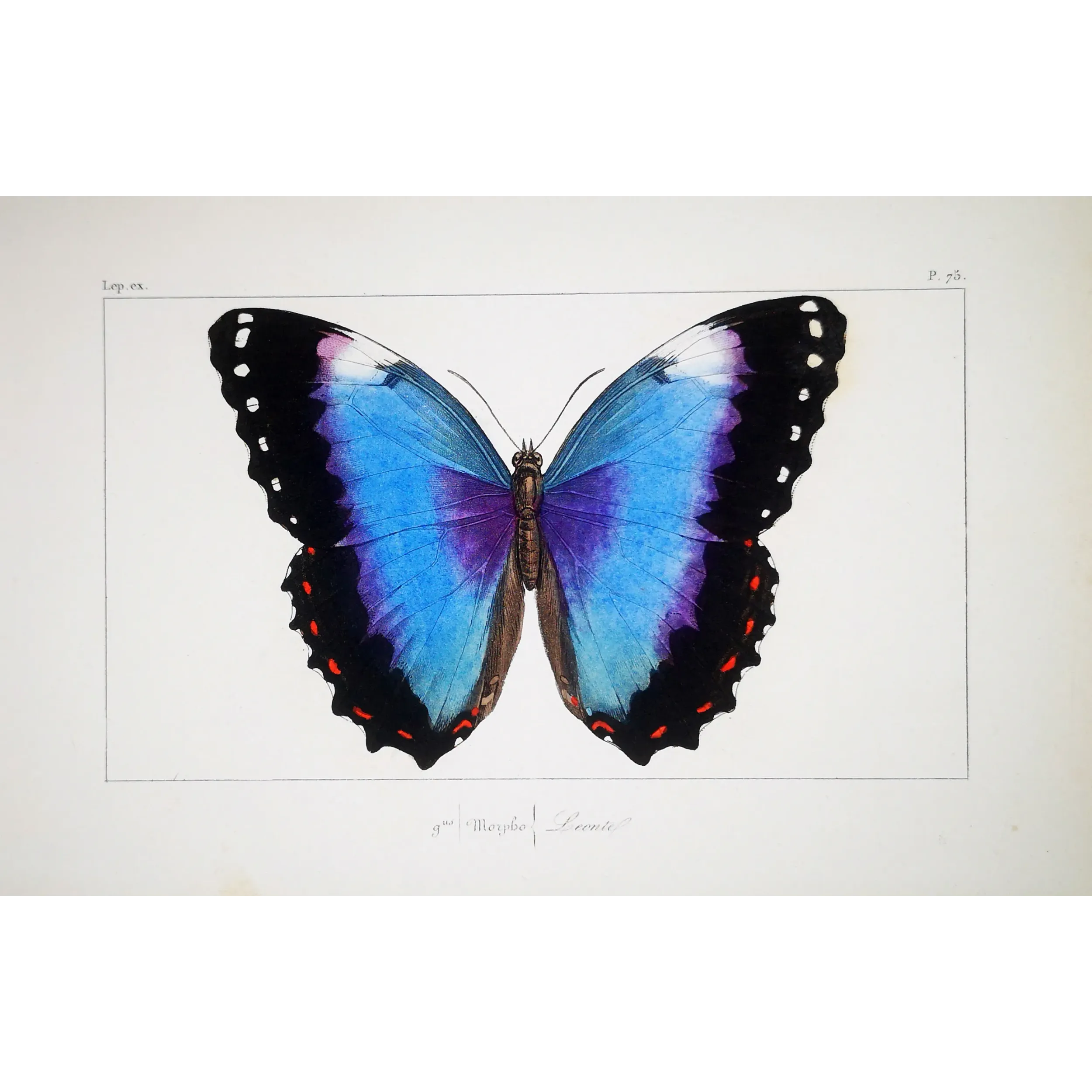 Blue Morpho – Pauquet Antique Hand-Colored Engraving