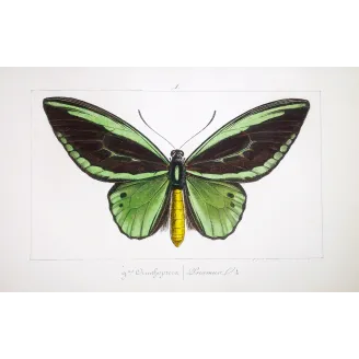 Common Green Birdwing – Pauquet Antique Engraving