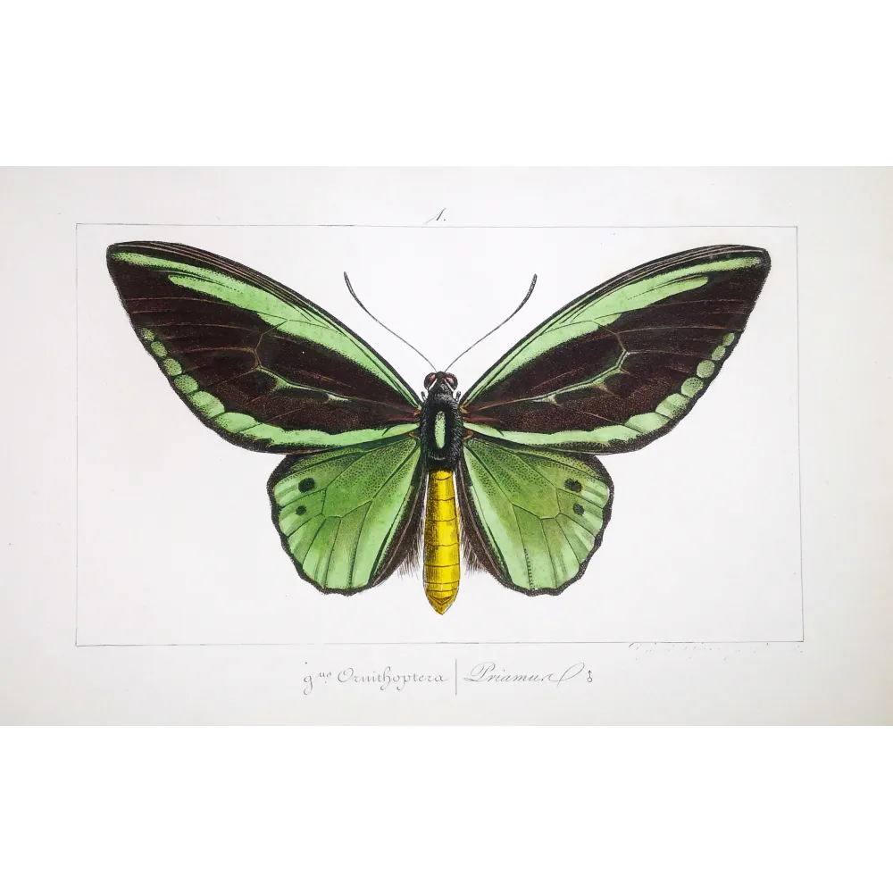 Common Green Birdwing – Pauquet Antique Engraving