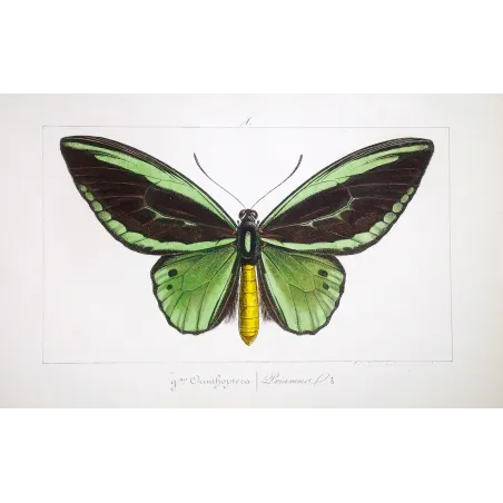 Common Green Birdwing – Pauquet Antique Engraving