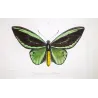 Common Green Birdwing (Ornithoptera priamus) – Original Hand-Colored Engraving by Pauquet, Antique Print