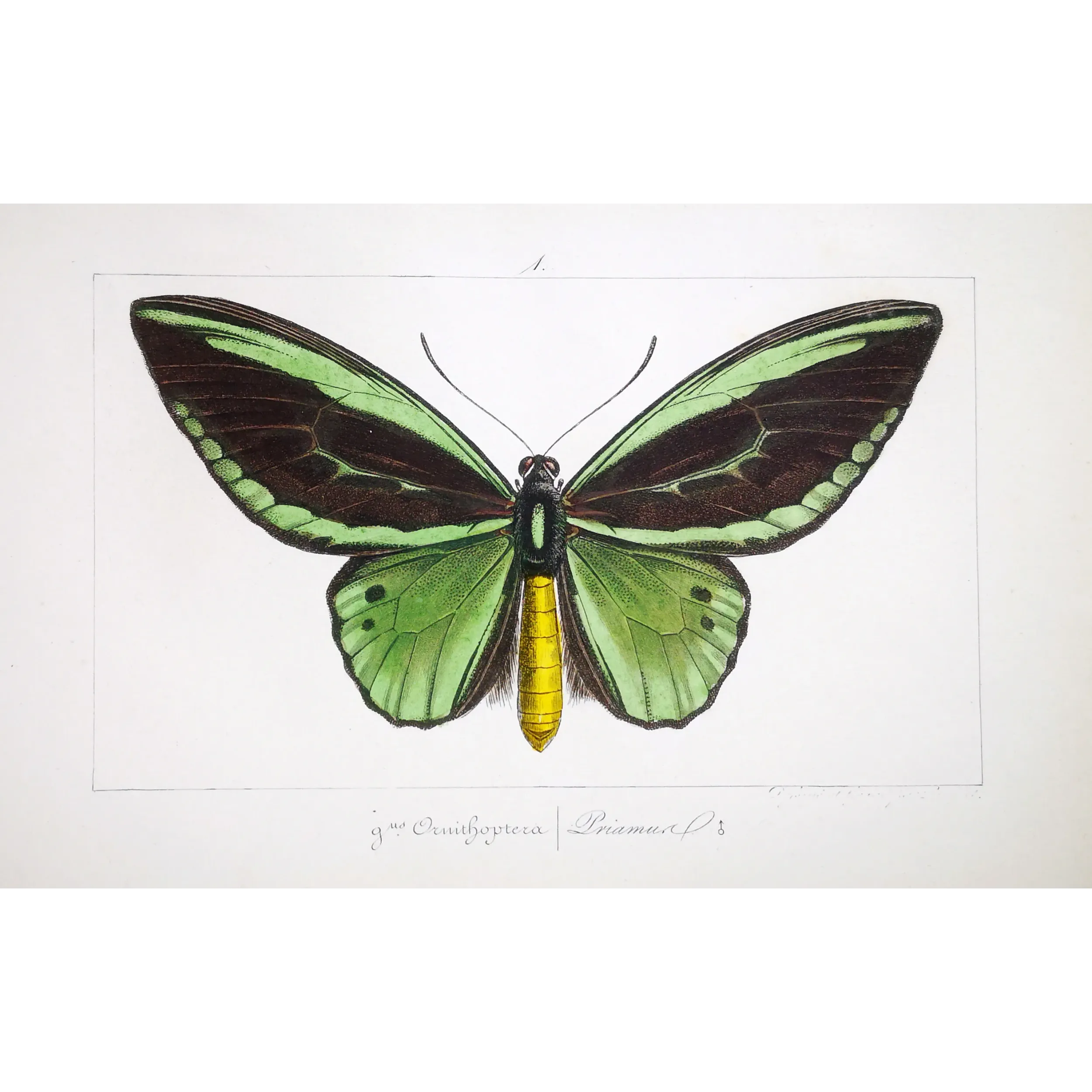 Common Green Birdwing – Pauquet Antique Engraving