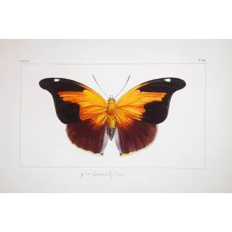 Orion Butterfly – Pauquet Antique Engraving (1835)
