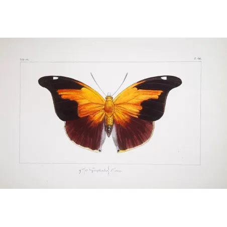 Orion Butterfly – Pauquet Antique Engraving (1835)