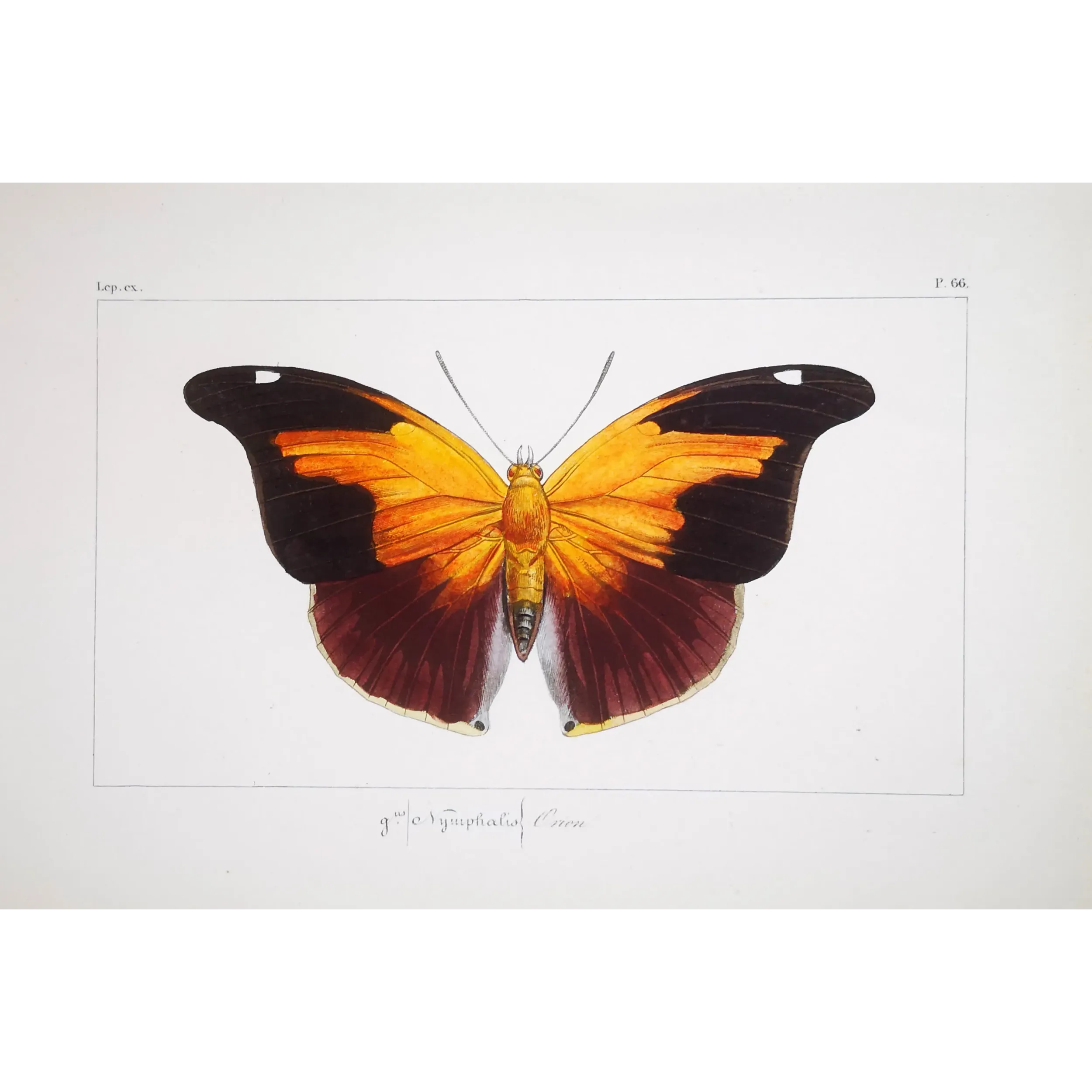 Orion Butterfly – Pauquet Antique Engraving (1835)