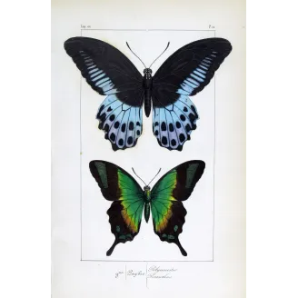 Blue Mormon & Green Swallowtail – Lucas Exotic Butterflies Antique Engraving