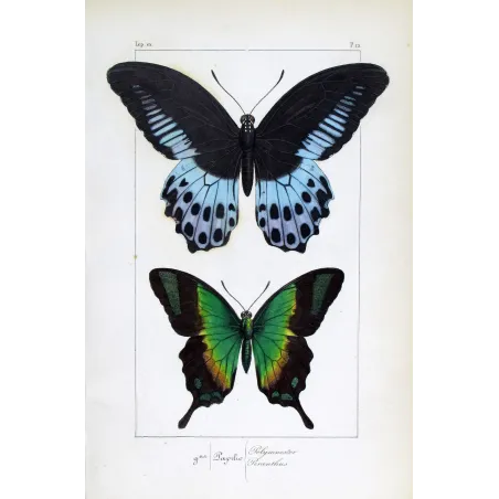 Blue Mormon & Green Swallowtail – Lucas Exotic Butterflies Antique Engraving