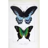 Blue Mormon & Green Swallowtail (Papilio polymnestor, Papilio peranthus) – Original Engraving by Pauquet, Butterflies (1835)