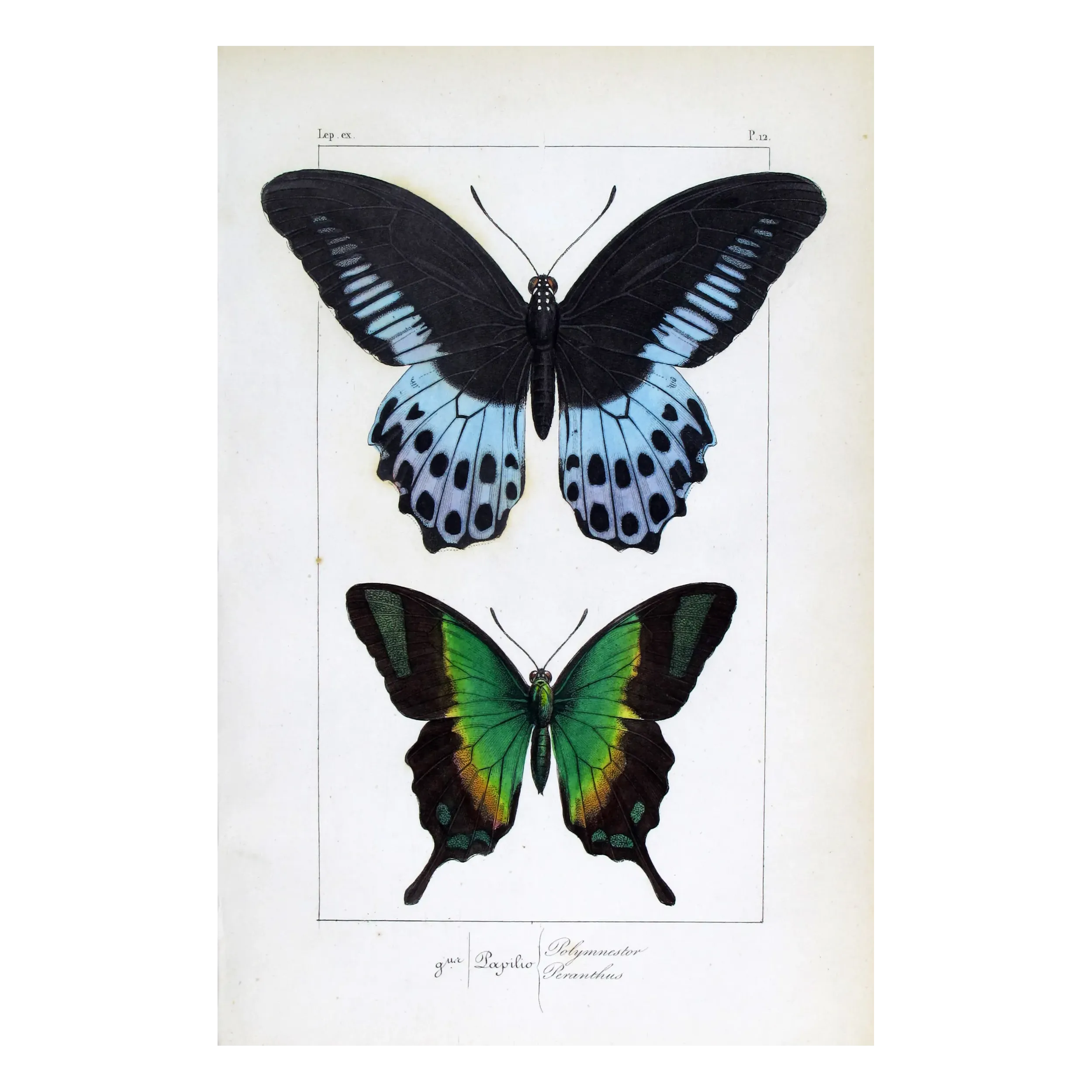 Blue Mormon & Green Swallowtail – Lucas Exotic Butterflies Antique Engraving