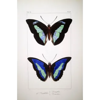 Demophon & Demodice Butterflies — 1835 Antique Hand-Colored Engraving