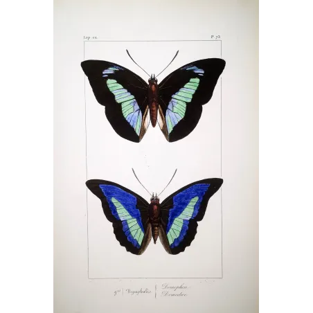 Demophon & Demodice Butterflies — 1835 Antique Hand-Colored Engraving
