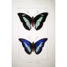 Demophon & Demodice Butterflies (Archaeoprepona demophon, Prepona laertes demodice) – Antique Engraving, Exotic Butterflies 1835