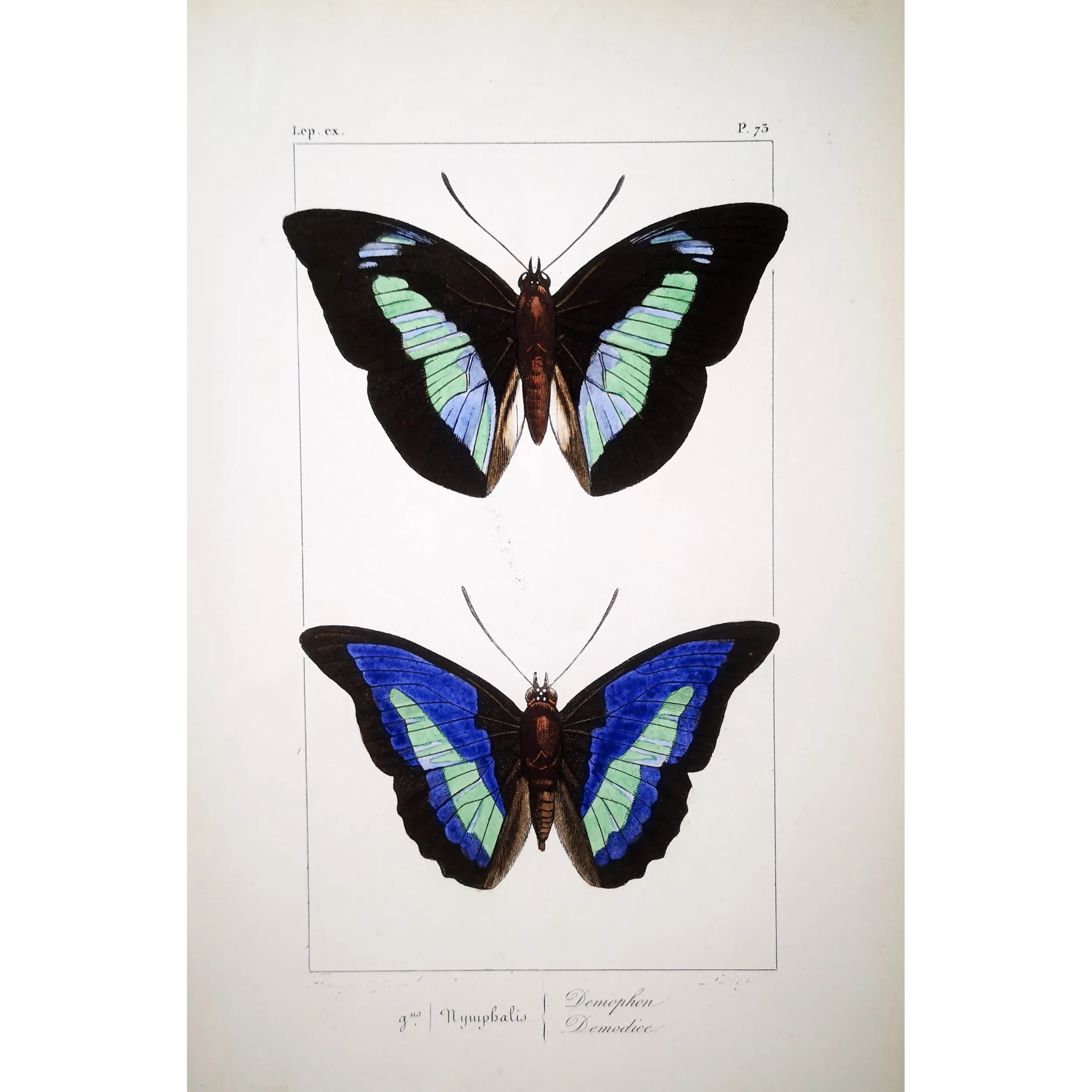 Demophon & Demodice Butterflies — 1835 Antique Hand-Colored Engraving