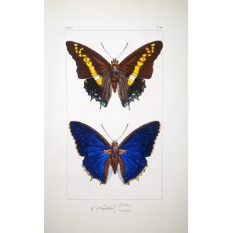 Pollux & Eurilochus – Lucas Exotic Butterflies Antique Engraving