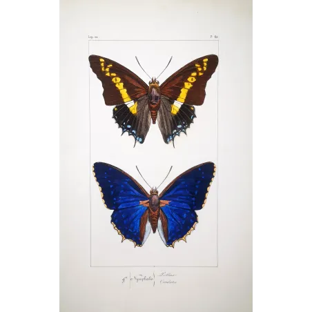 Pollux & Eurilochus – Lucas Exotic Butterflies Antique Engraving