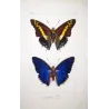 Pollux & Eurilochus Butterflies – Original Hand-Colored Engraving by Pauquet, Exotic Butterflies (1835)