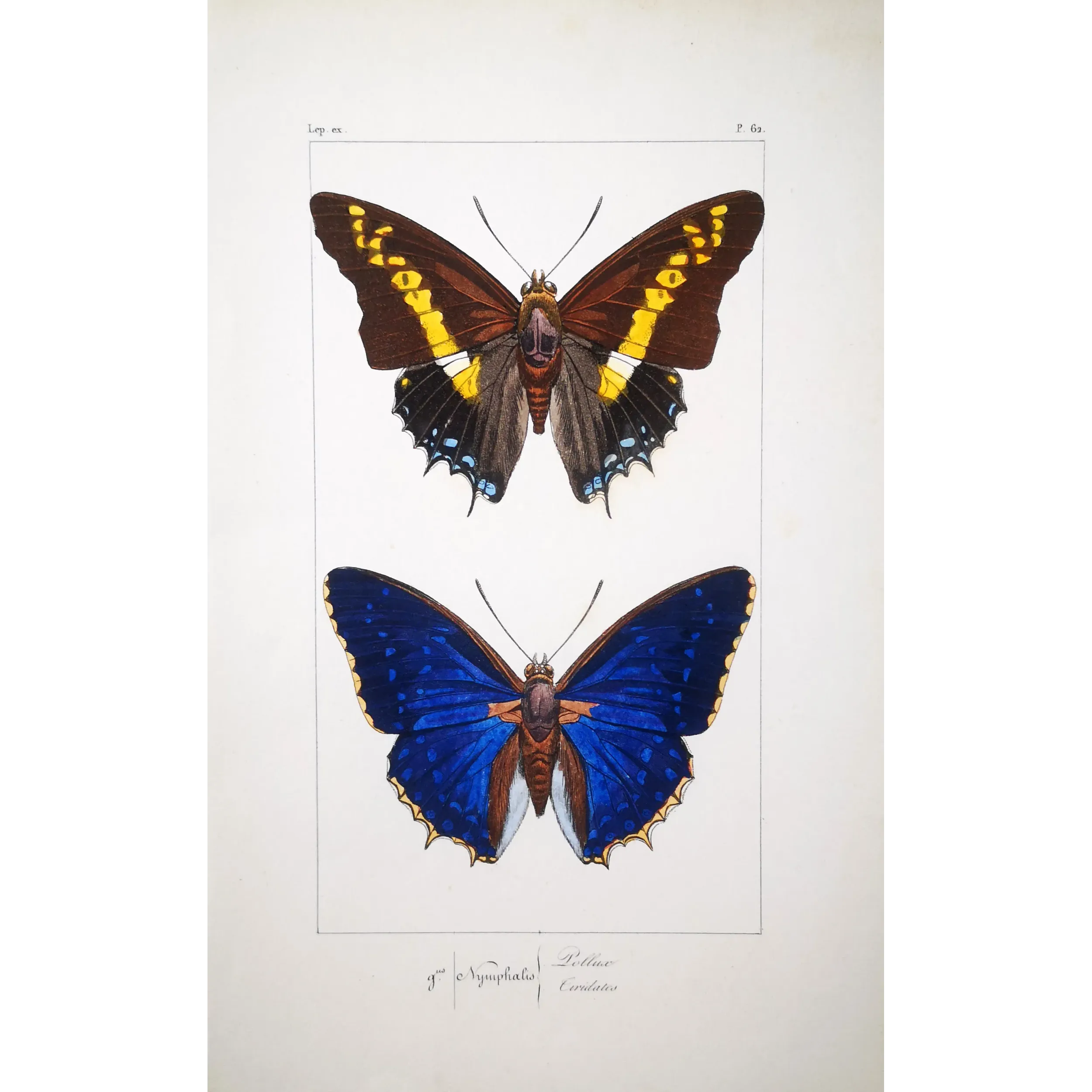 Pollux & Eurilochus – Lucas Exotic Butterflies Antique Engraving
