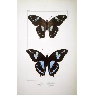 La Réunion Swallowtail – Papilio phorbanta Antique Butterfly Engraving