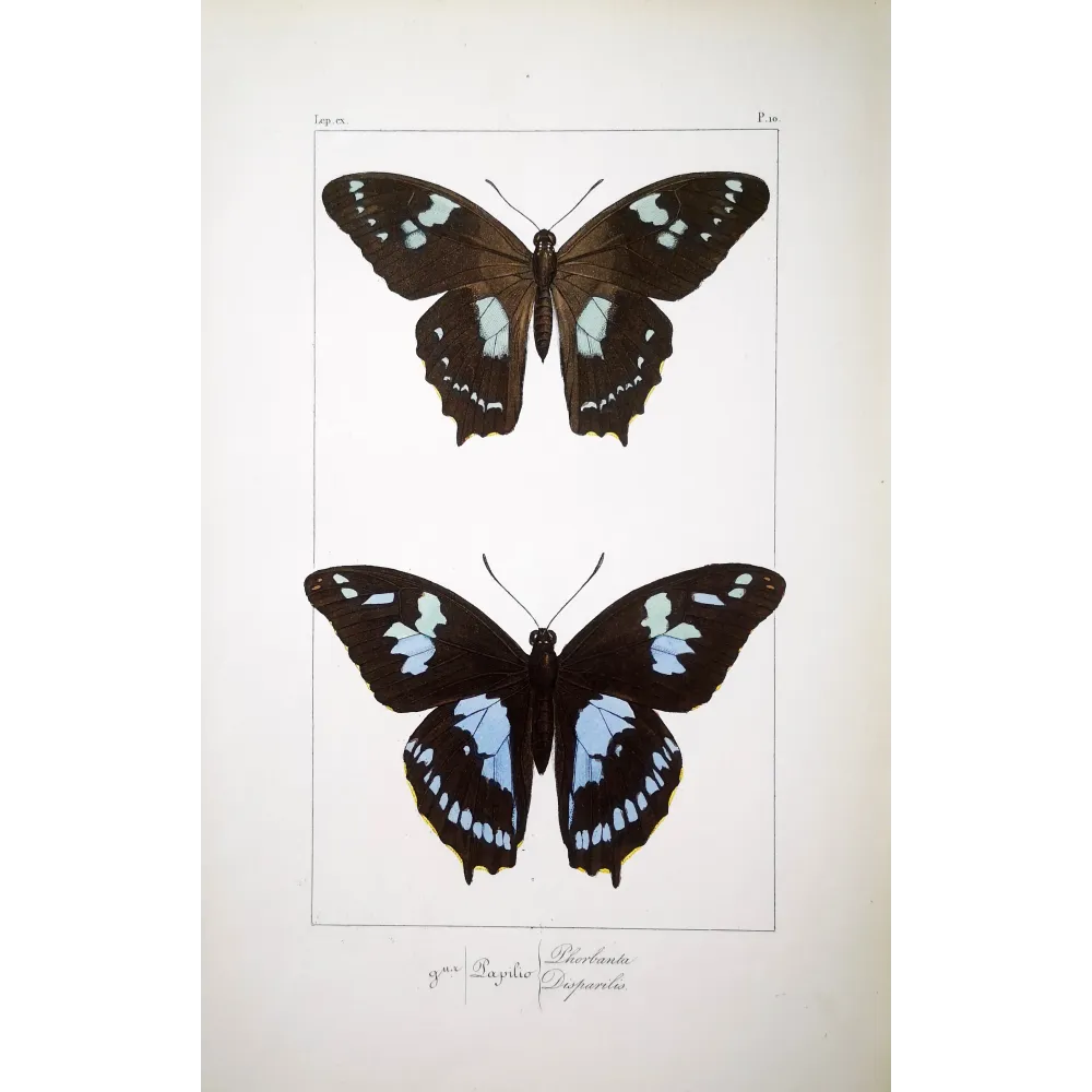 La Réunion Swallowtail – Papilio phorbanta Antique Butterfly Engraving