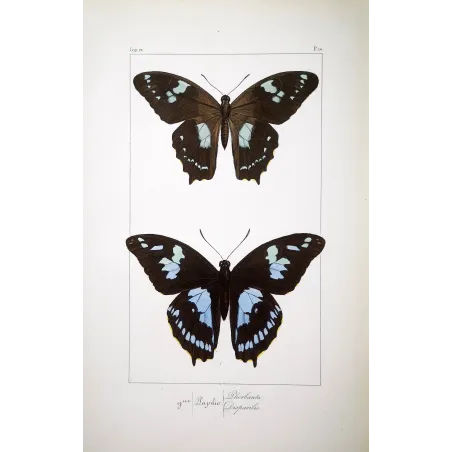 La Réunion Swallowtail – Papilio phorbanta Antique Butterfly Engraving