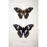 La Réunion Swallowtail Butterflies (Papilio phorbanta) – Antique Hand-Colored Engraving, Exotic Butterflies (1835)