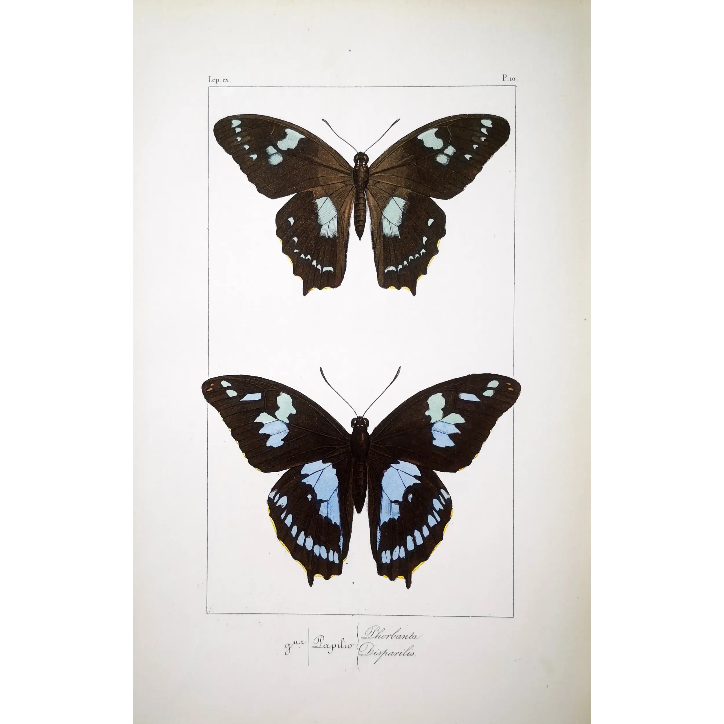 La Réunion Swallowtail – Papilio phorbanta Antique Butterfly Engraving