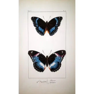 Blue Diadem & Blue-banded Eggfly – Antique Butterfly Engraving (1835)