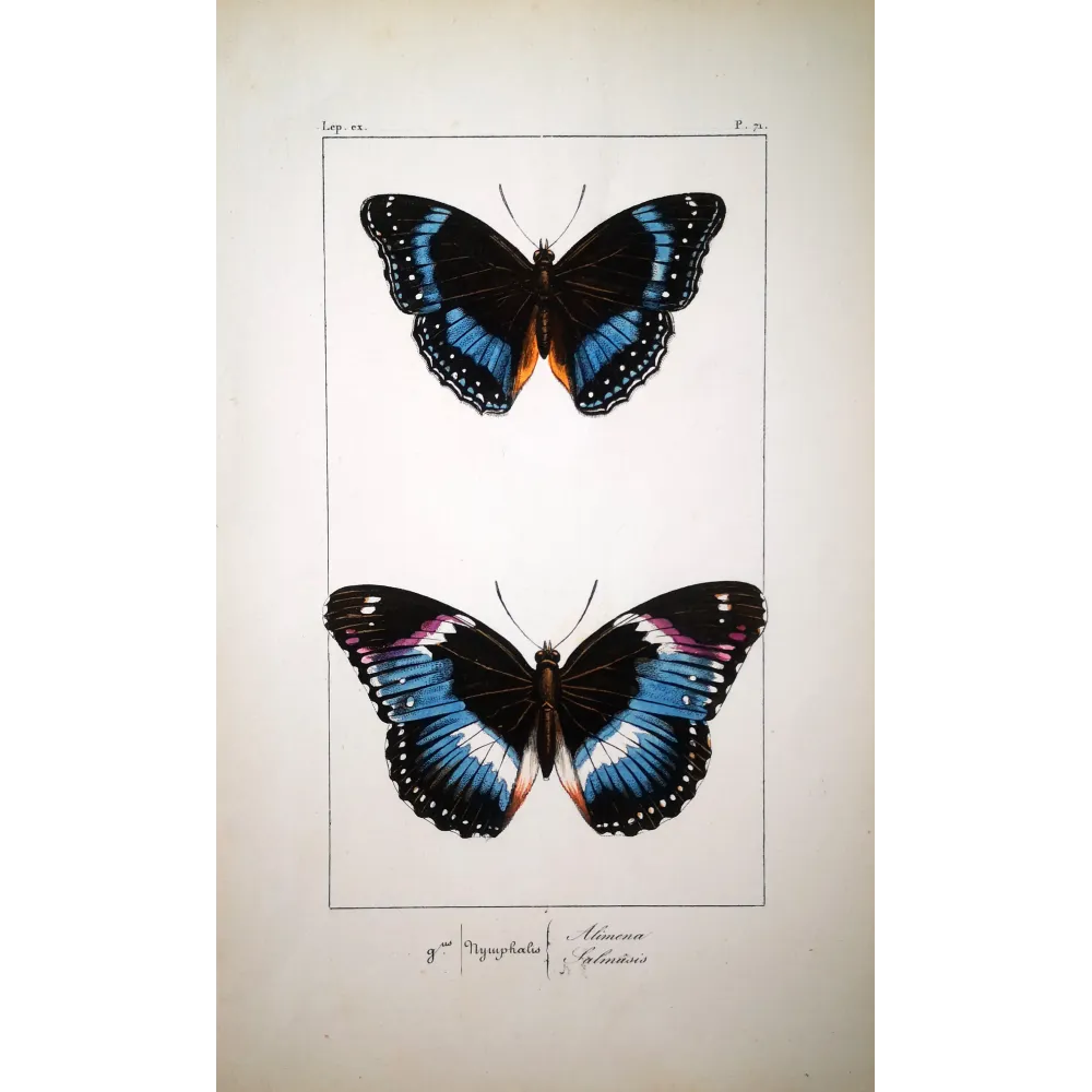 Blue Diadem & Blue-banded Eggfly – Antique Butterfly Engraving (1835)
