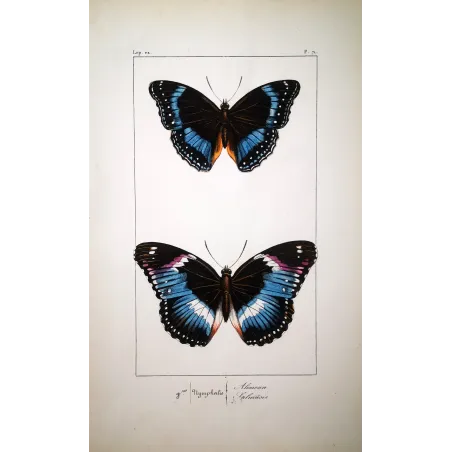 Blue Diadem & Blue-banded Eggfly – Antique Butterfly Engraving (1835)