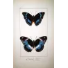 Blue-banded Eggfly & Blue Diadem Exotic Butterflies (Hypolimnas alimena, Hypolimnas salmacis) – Antique Hand-Color Engraving