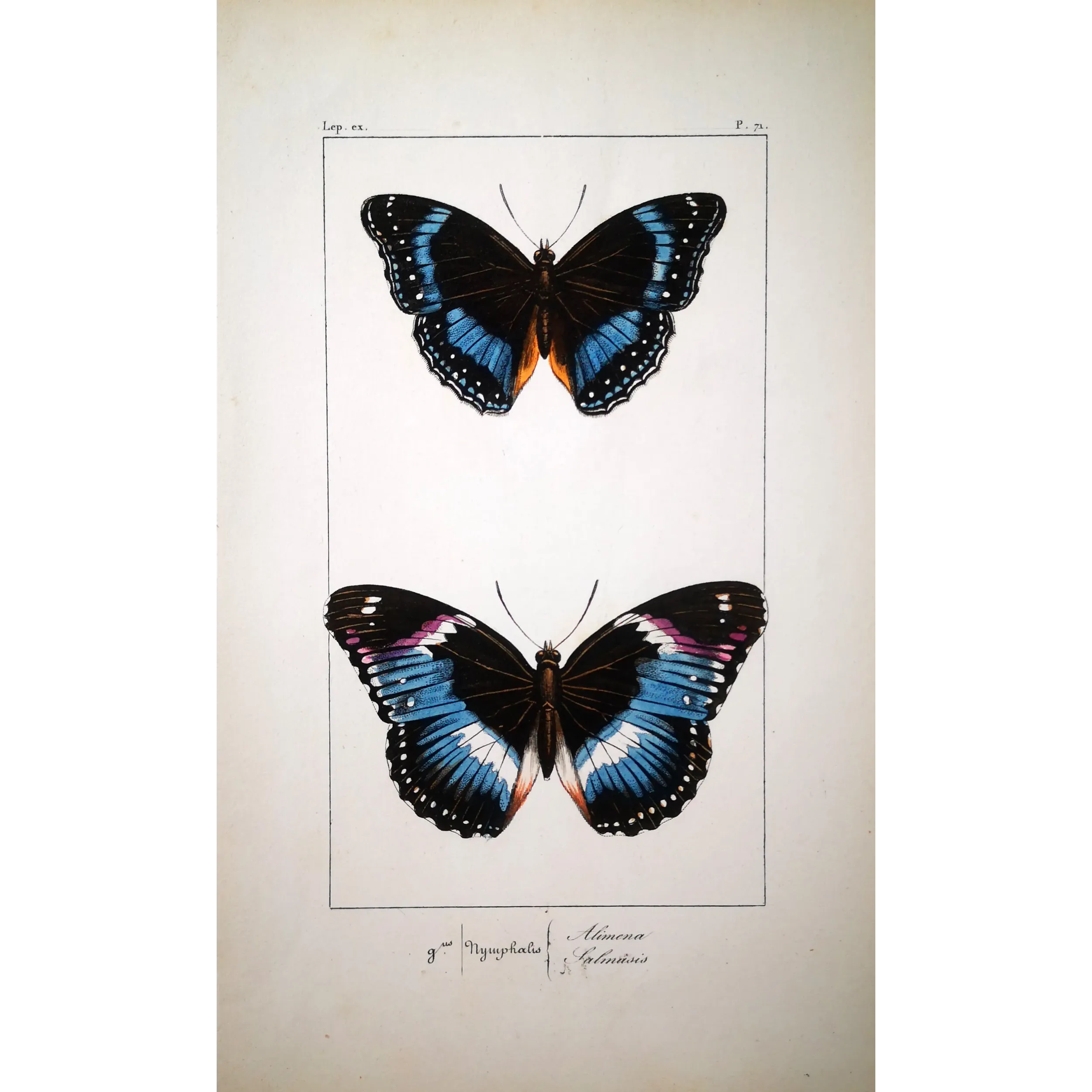 Blue Diadem & Blue-banded Eggfly – Antique Butterfly Engraving (1835)