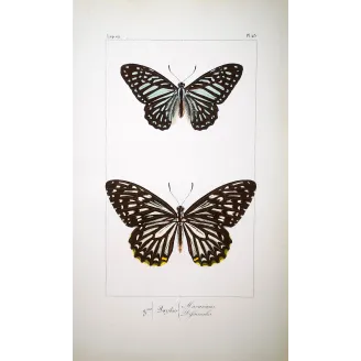 Clipper Butterfly – Parthenos sylvia Antique Engraving (1835)