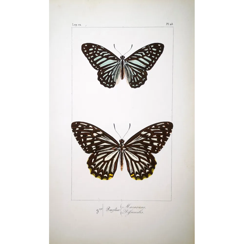 Clipper Butterfly – Parthenos sylvia Antique Engraving (1835)