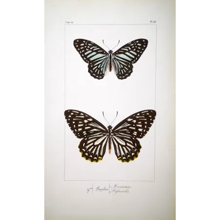 Clipper Butterfly – Parthenos sylvia Antique Engraving (1835)
