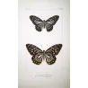 Clipper Butterflies (Parthenos sylvia) – Antique Hand-Colored Engraving, Exotic Butterflies (1835)