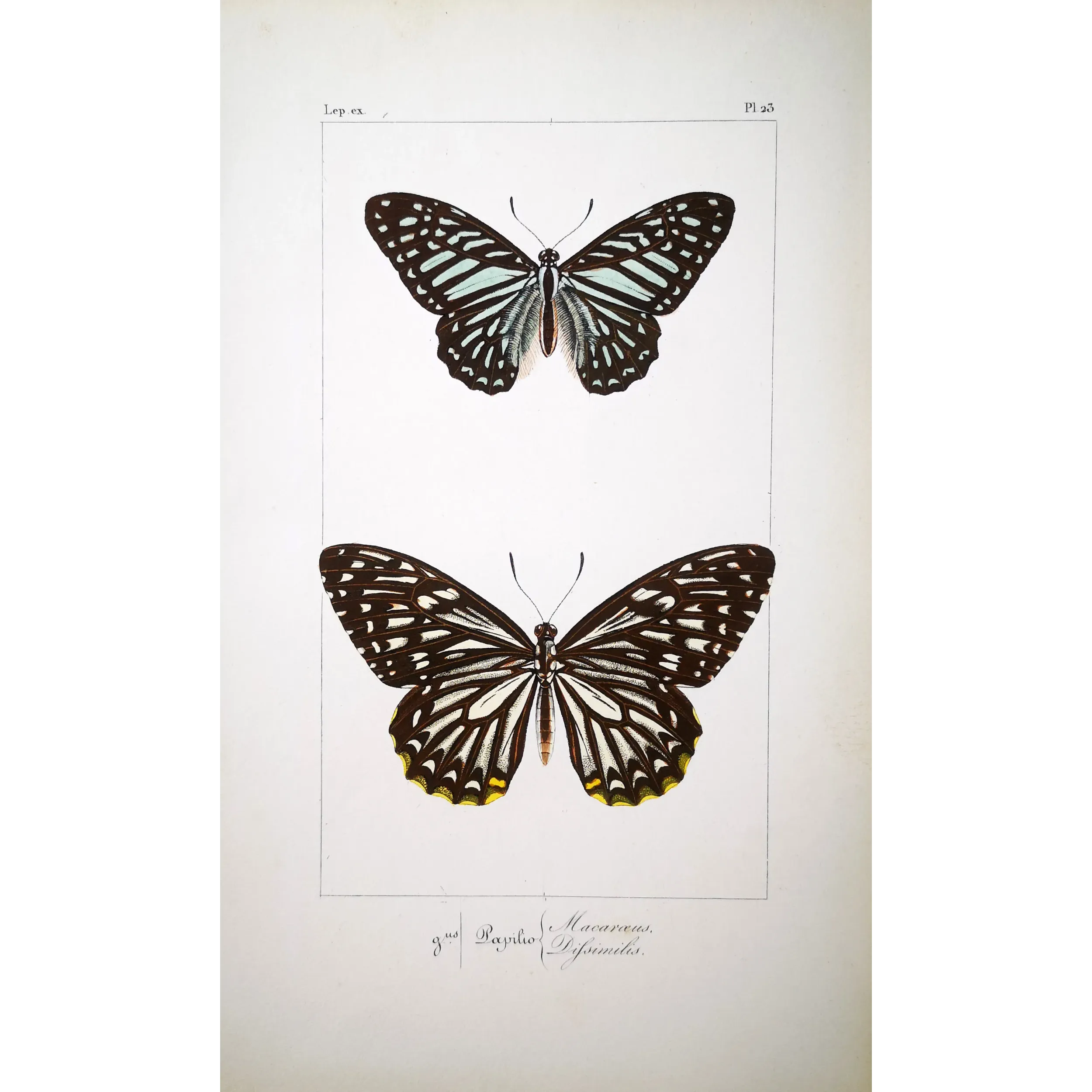 Clipper Butterfly – Parthenos sylvia Antique Engraving (1835)