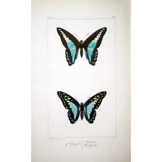 Bluebottle Swallowtails – Papilio sarpedon Antique Butterfly Engraving
