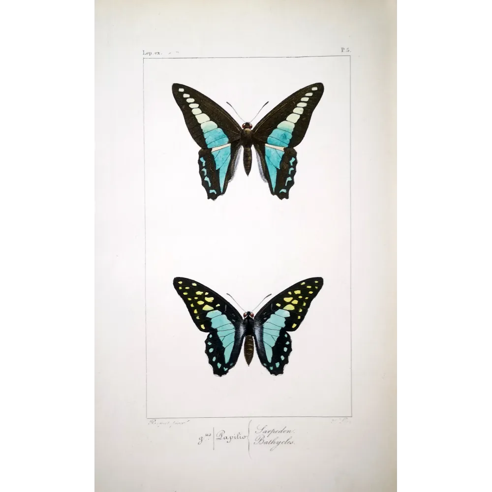 Bluebottle Swallowtails – Papilio sarpedon Antique Butterfly Engraving