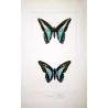 Bluebottle Swallowtail Exotic Butterflies (Papilio sarpedon, Papilio bathycles) – Antique Hand-Colored Engraving(1835)