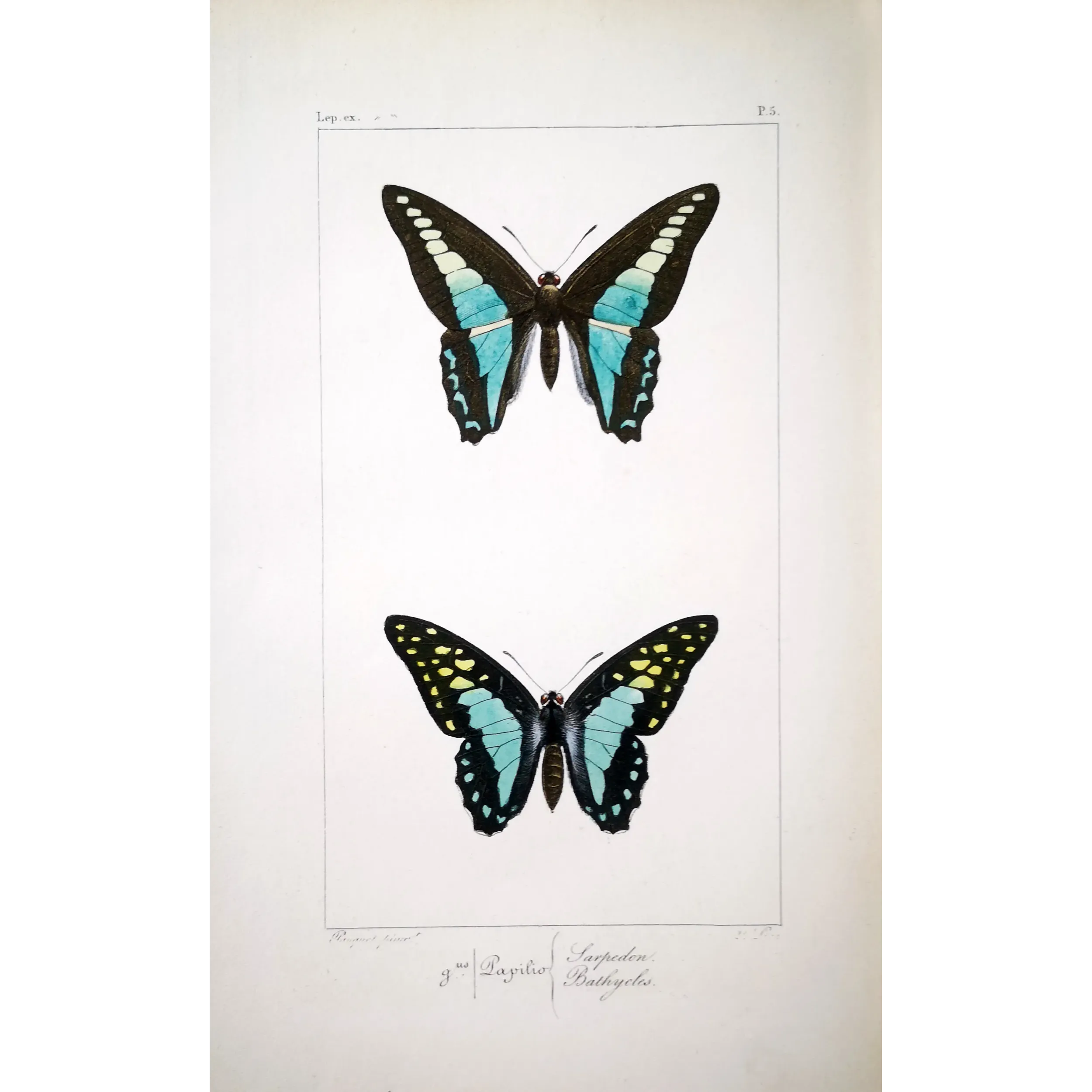 Bluebottle Swallowtails – Papilio sarpedon Antique Butterfly Engraving