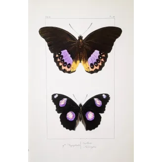 Golden & Purple Pansy – Junonia Butterflies Antique Engraving (1835)