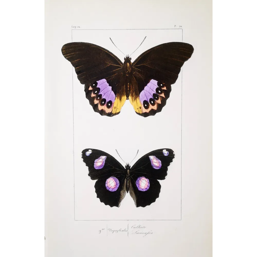 Golden & Purple Pansy – Junonia Butterflies Antique Engraving (1835)