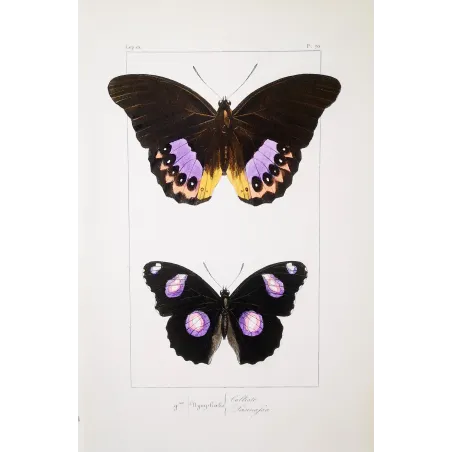 Golden & Purple Pansy – Junonia Butterflies Antique Engraving (1835)