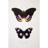 Golden & Purple Pansy Butterflies (Junonia callista, Junonia laomedia) – Antique Hand-Color Engraving, Exotic Butterflies (1835)