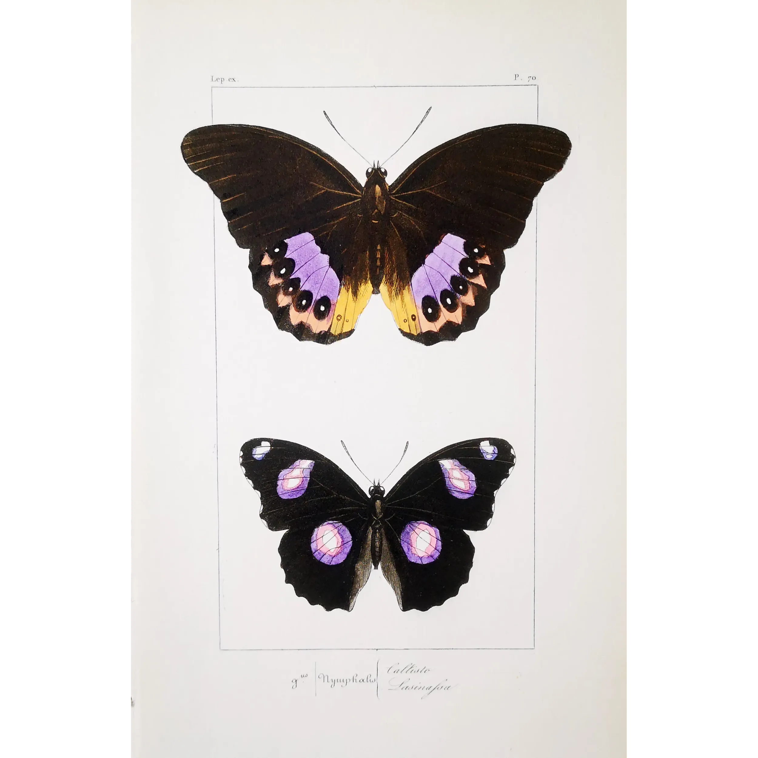 Golden & Purple Pansy – Junonia Butterflies Antique Engraving (1835)
