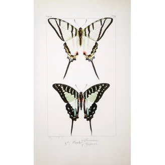 Kite Swallowtail Butterflies – Eurytides Antique Engraving (1835)